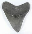 , Serrated Megalodon Tooth - Georgia #52403-1